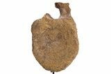 Fossil Hadrosaur Vertebra Centrum w/ Metal Stand - South Dakota #335512-6
